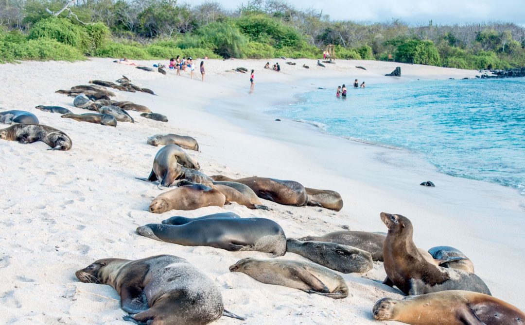 Santa Cruz - Tortuga Bay
